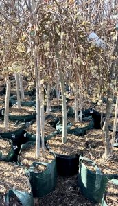 Example of bagged trees and container trees.